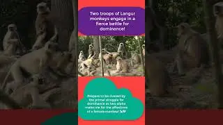 Langur Monkey Fight and Langur Sounds #shorts #langmonkey #langurmonkey #animals