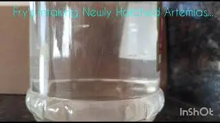 #fish food #guppy #fries food #artemia available