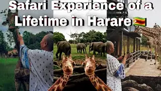 SAFARI EXPERIENCE in Zimbabwe || 📍Wild is Life|| VLOG || #zimbabwe #safari