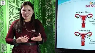 Science Female Reproductive System 2 New