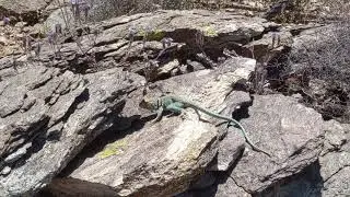 Arizona eastern collared lizard