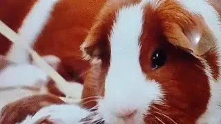 Las Aventuras Del Chancho Loco est&aacute; en vivo