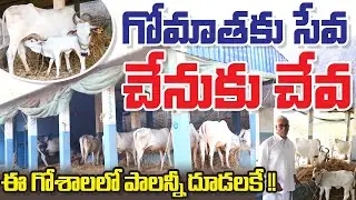 Goshala with a social cause || రైతు సేవలో యువకులు పెట్టిన గోశాల || Karamchedu