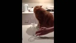 Cat drinking water from a glass