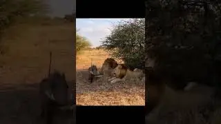 warthog vs lion #kasongo #warthog #leopard #lion #wildlife #funny #edit #animal #africanmusic