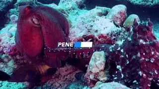 Video dell'accoppiamento di due polipi girato alle Maldive Atollo di Raa.