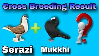Seraji Mukkhi Pigeon Cross Breeding Result 😱 || Kabootar Cross ❌ Breeding Result 💖