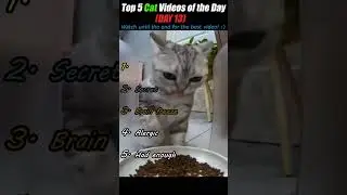 Top 5 Cat videos of the Day 😺 (DAY 13) #cat #catcompilation #catvideos