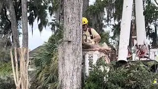 TOPPING A BIG WATER OAK WITH A BUCKET TRUCK IN JACKSONVILLE FLORIDA BY TREE LIFE 1 LLC 584TREE.COM