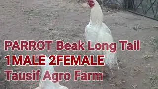 PARROT Beak Long Tail 1MALE 2FEMALE Available for sale 8103145060 MADHYA PRADESH chhindwara