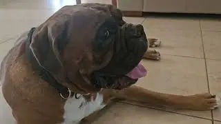 The Boxer Dog cool down with a fan after a 30min walk.