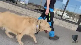 We train Golden Retrievers too! 😉 SHIELD K9 Dog Training