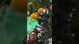 alat pemetik buah #fruit #orange #gardening