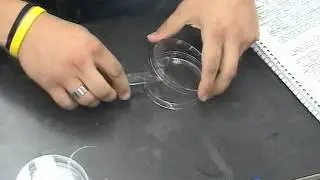 The pour plate technique