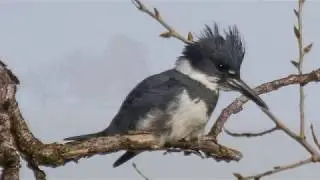 Bird Watching at Doty Ravine Preserve in Lincoln