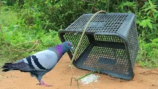 Wow! Really Good Bird Trap / Easy Pigeon Trap Using Basket And Woods