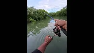 big size fish catch #fish #fishing #fisherman #