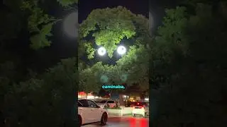 &iexcl;El &aacute;rbol m&aacute;s extra&ntilde;o que jam&aacute;s ver&aacute;s! 🤯🌿