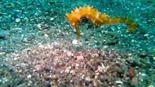 ハナタツ