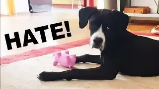 Boxer / Boxador Puppy HATES Her New Toy!!!