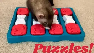Ferret enrichment with puzzles!