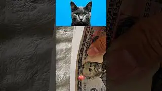 Cat reaction 😂 #shorts #cat #reaction #funny #aura #catreactions