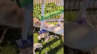 Rats Play fighting