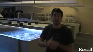 Kessil A350W LED Aquarium Lights at Unique Corals in Los Angeles, California