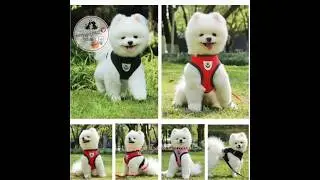 Pet Leash | Dog Harness Leash Strap | Pet Adjustable Leash #dog #cat #petleash #shopeetagtowin