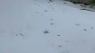 ￼Así cayo la nieve en Irving tx 
