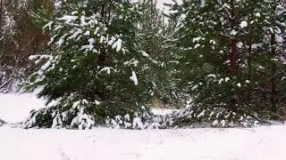 Snowy Pine Forest ❄️🌲 | Tibetan Singing Bowl Sounds for Deep Relaxation & Meditation