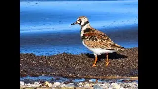 Good Eats: Protecting the Migratory Shorebirds of Delaware Bay