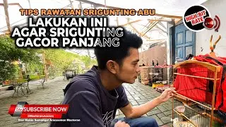 RAWATAN SRIGUNTING ABU ABU AGAR GACOR DAN BONGKAR MATERI PANJANG PANJANG ALA MASTERAN JUWARA