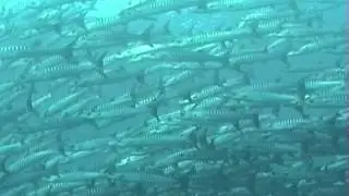 School of Barracudas at Nabucco Island, Indonesia