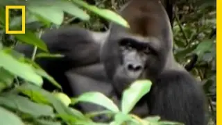 Gorilla Charge | National Geographic