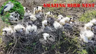 Trees and water plants give shelter and nesting places  Bird Sanctuary  EP205