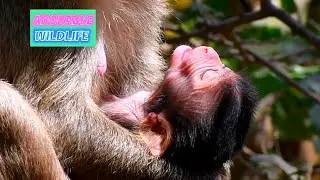Compilation Moments 2026, Mommy Monkey Trying Hard To Take Care Of Babies