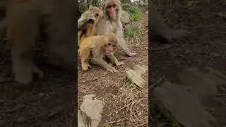 Baby Monkey You Must Watch With Creative Trap #Monkey #BabyMonkey #ShortVideos #EP88
