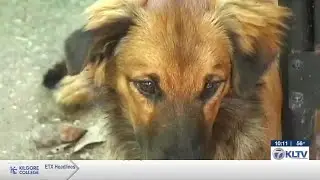 Upshur County working towards creating animal control plan