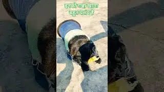 #pug #love #cute#pets#animals  #music#shorts#reels#viral #song #bhakti #funny #trending