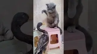 Cat vs duck #cats #ducks #funny #animals