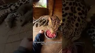 Pregnant Leopard Was Crying... So I Took Her Home  #leopard #rescue #cubs #shorts