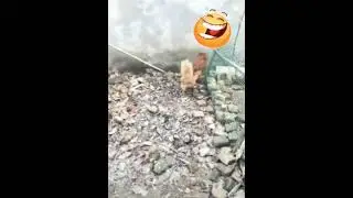 The Best Funny Dog Fighting 2021