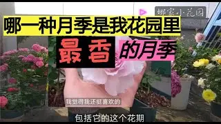 娜家小花园最香月季的品种汇总Summary of the most fragrant rose varieties in Najia small garden
