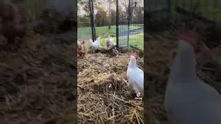 Leave The Door Open- Morning Chicken Coop Opening #shorts #tiktok