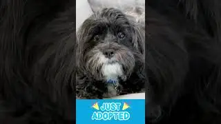 🎉 Paw-some News! Ricky Ricardo has been adopted! 🥳
