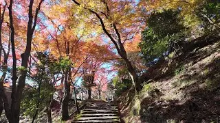 🍁 I Never Thought I'd See Autumn Colors Like This | Hiking from Takao-Arashiyama in Kyoto in Dec|岚山