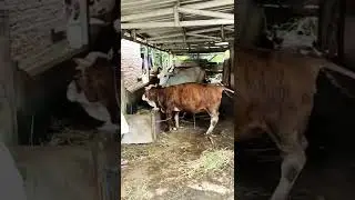 Sapi Kerdil Pas Eek 😂