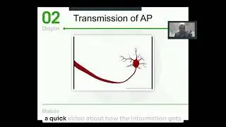 Electrical Communication in a Neuron