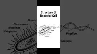 Structure of Bacterial Cell With Labeling